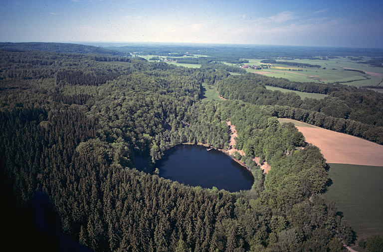 600-year history of a beautiful Swedish forest of European Beech described